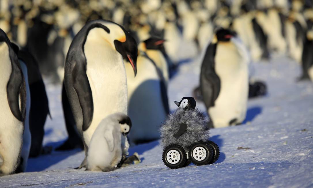 
Robô filhote se aproxima de pinguins na Antártica
Foto:
Frederique Olivier
/
AP
