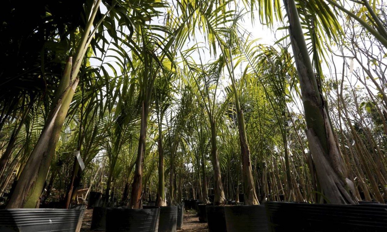 Famoso pela variedade, o horto abriga mais de 500 espécies de plantas, como a palmeira-ráfia (Horto Vargem Garden) Foto: Hudson Pontes/ Agência O Globo