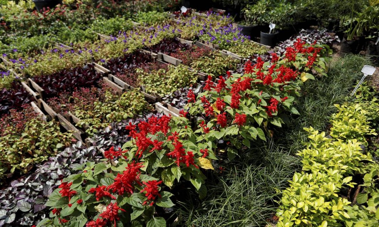 Plantas de sol e frutíferas dão o colorido para decorações internas e externas (Horto Vargen Garden) Foto: Hudson Pontes/ Agência O Globo