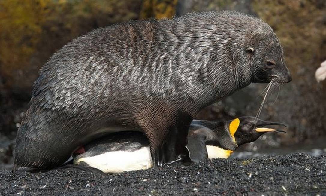 
Pinguins reagem como se um predador tivessem tentando matá-los
Foto:
/ Divulgação
