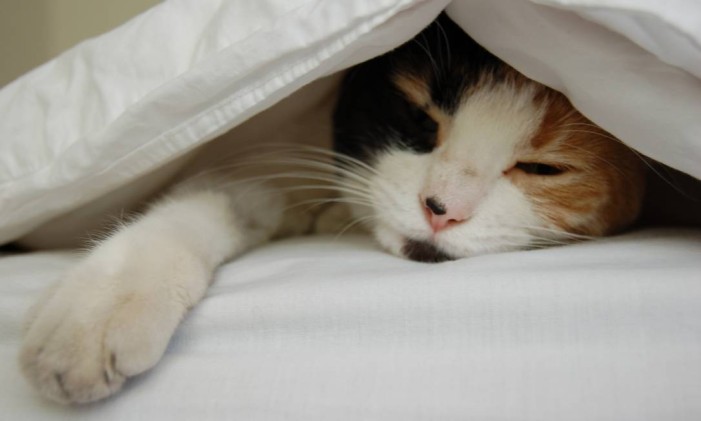 30% das pessoas que dormem com animais de estimação acordam pelo menos uma vez durante a noite Foto: FreeImages