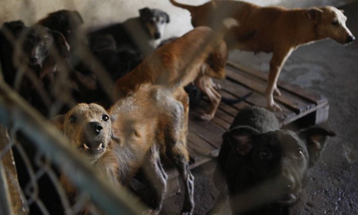 Cachorros vítimas de maus tratos na Fazenda Modelo Foto: Gustavo Stephan / Agência O Globo