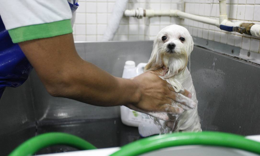 Banho em pet shops é cômodo, mas também envolve riscos - Uai Saúde