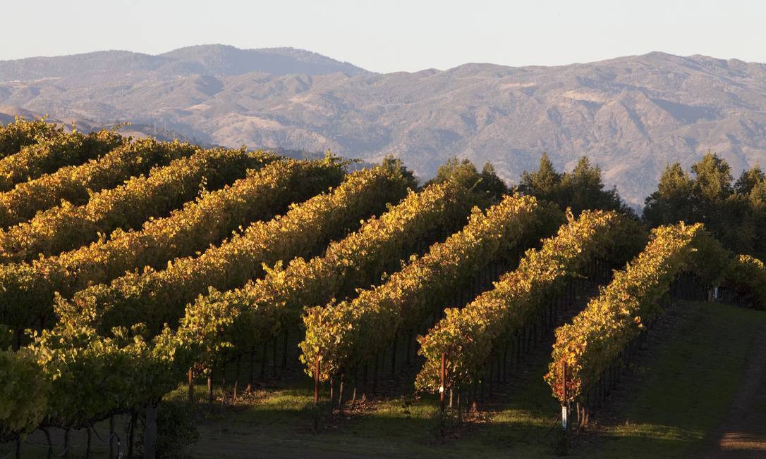 
Parreiras na vinícola Chalk Hill Estate, em Sonoma, no País do Vinho, como é conhecida a região norte da Califórnia
Foto:
Divulgação
/
Brent Winebrenner
