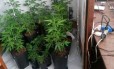 Plantio caseiro: pés de Cannabis encontrados em residência no Alto da Boa Vista, no Rio, em janeiro: prática vem sendo debatida após prisões 