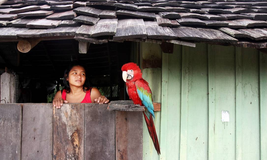 Na reserva Terra Indígena Alto Rio Guamá, no nordeste do estado do Pará, índia Iritan Tembém, de 30 anos, observa a arara de estimação na janela de sua casa Foto: Márcia Foletto / Agência O Globo