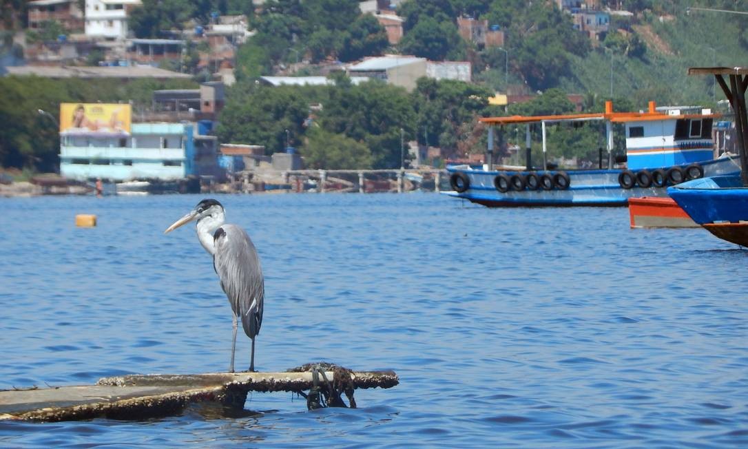 Cinco espécies que vivem na Baía de Guanabara - Jornal O Globo