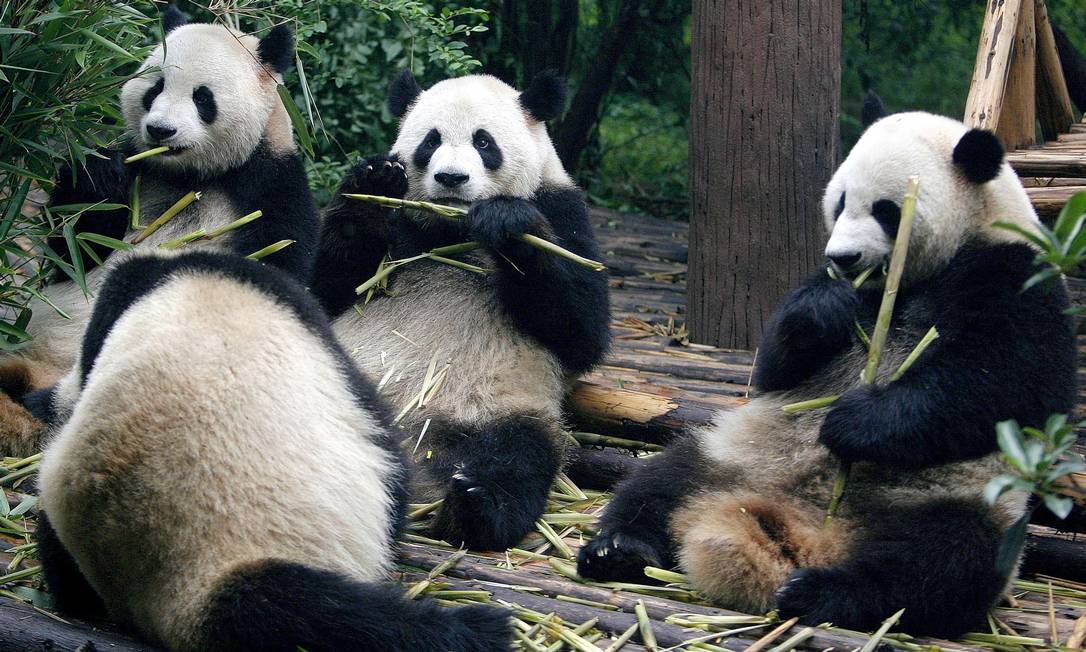 URSO-PANDA: características, alimentação e habitat