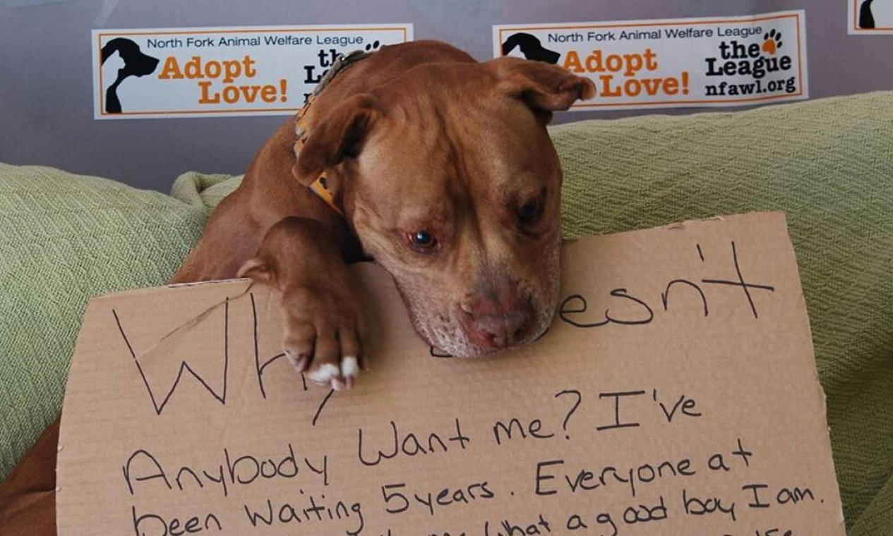 pit-bull-finalmente-adotado-ap-s-foto-com-cartaz-se-tornar-viral