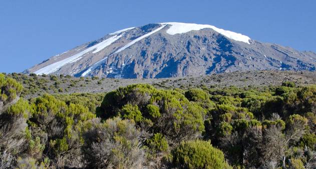 Quais são as Características da Vegetação de Altitude?