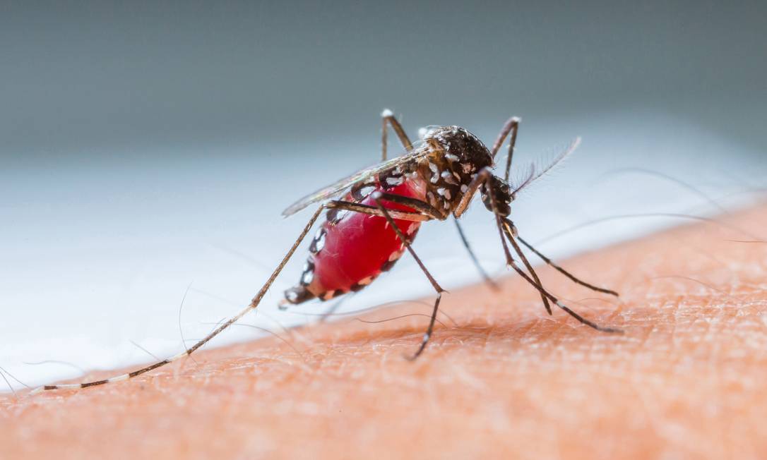 
Mosquito picando uma pessoa: genética estaria ligada à produção de odores corporais que atraem, ou repelem, os insetos
Foto:
Divulgação
