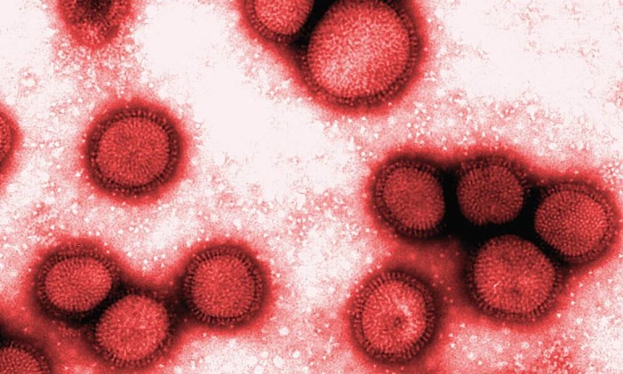 Vírus influenza em laboratório Foto: Yoshihiro Kawaoka / Reuters