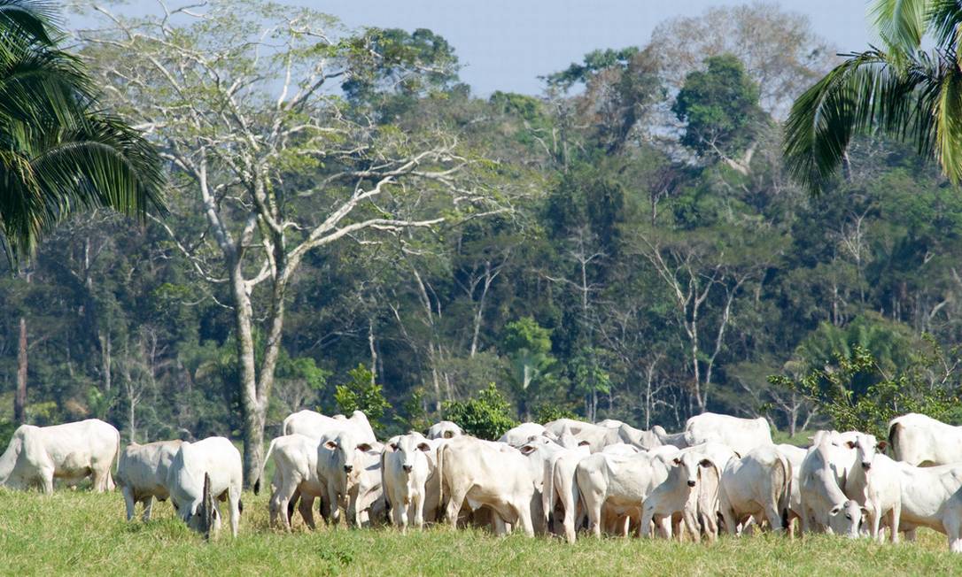 Pecuária Pode Avançar Na Amazônia Sem Aumentar Desmatamento Jornal O Globo 