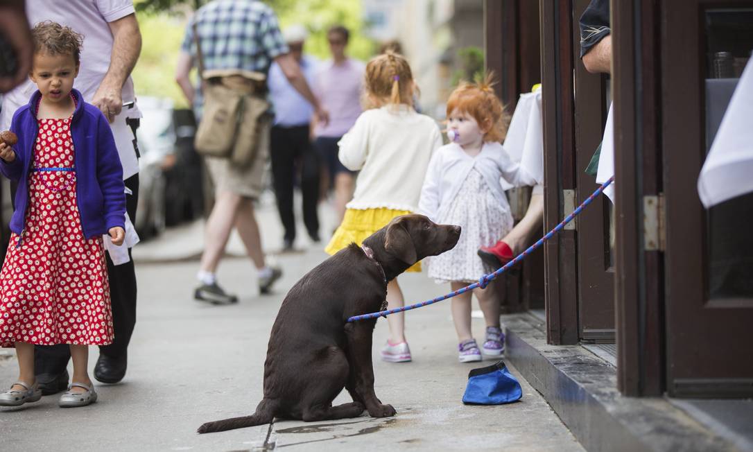 Cães de Nova York: os visitantes de quatro patas favoritos do ESB