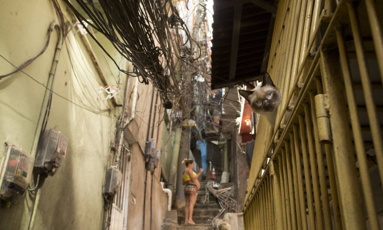 Favelas Rats 'Gatos' se proliferam nas favelas - Jornal O Globo