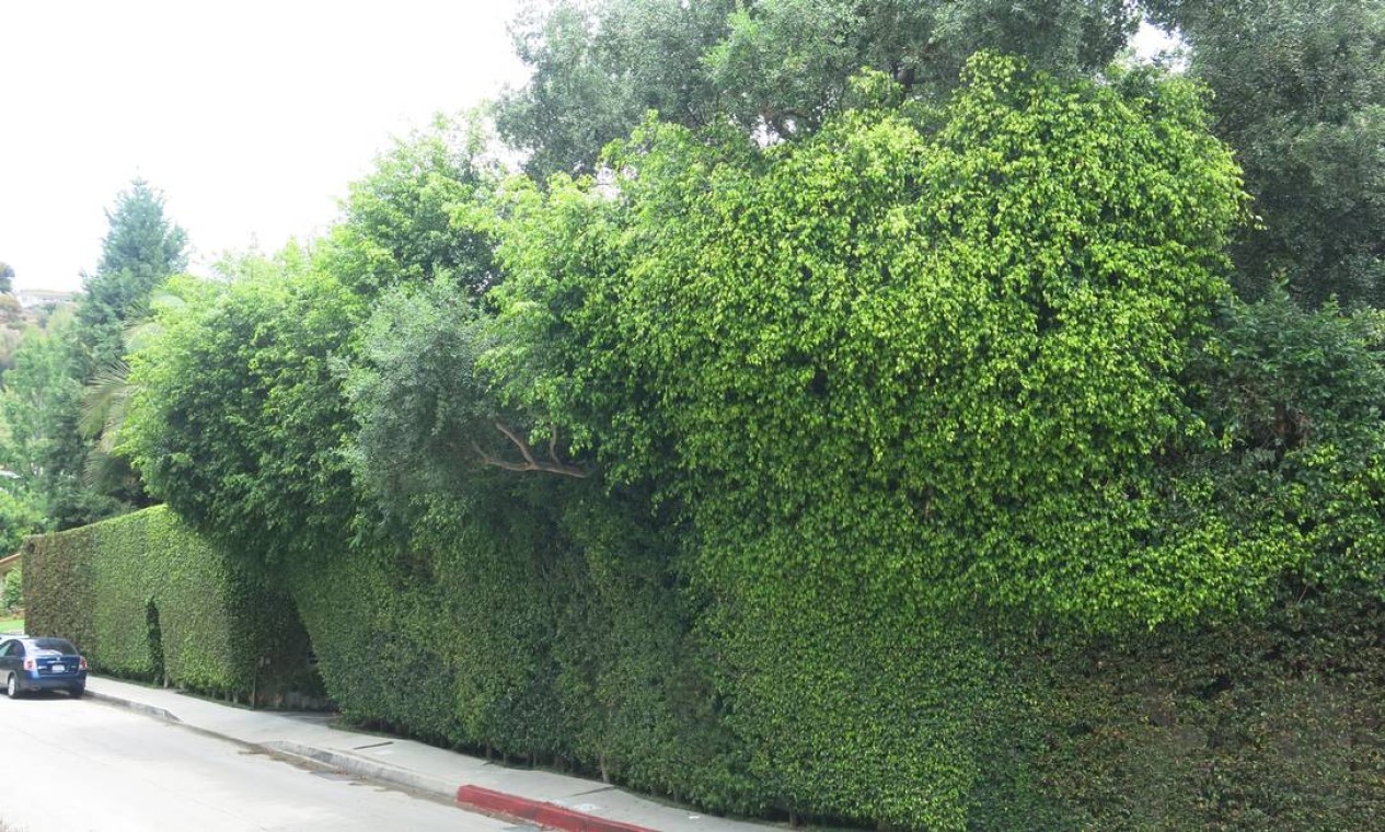 Mansão da atriz Charlize Theron é cercada por um extenso muro verde Foto: Bruno Rosa / Agência O GLOBO