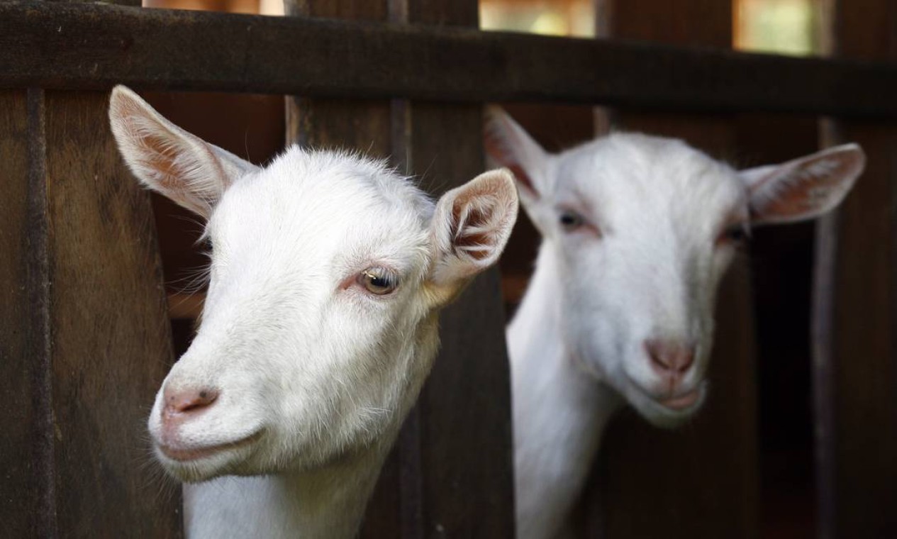 Comissão da Câmara aprova projeto que proíbe o uso de animais em filmes  pornográficos - Jornal O Globo