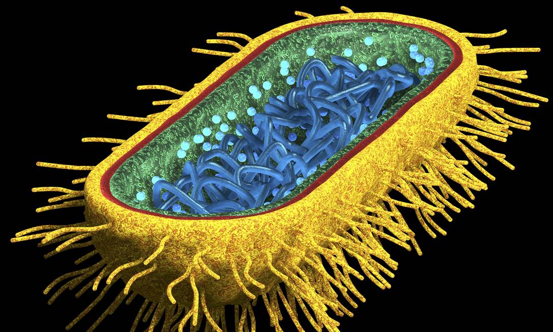 
Modelo tridimensional de uma bactéria Escherichia coli: experimento pode permitir que micro-organismo seja usado para liberar remédios em horários precisos no corpo, quando seriam mais eficazes
Foto:
Latinstock
