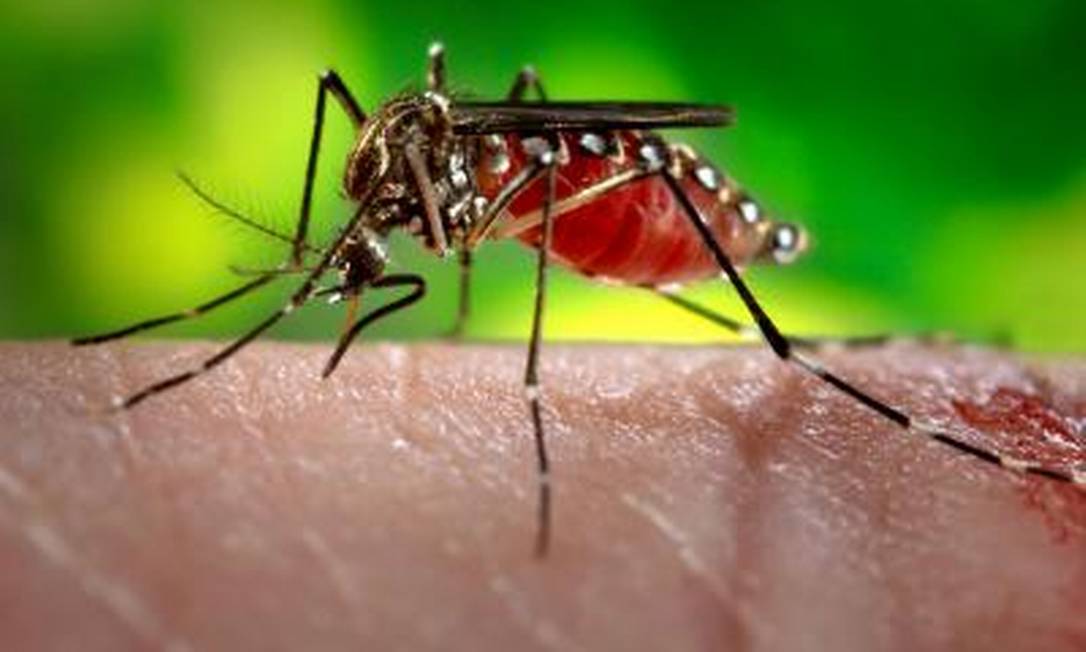 
Imagem de uma fêmea de ‘Aedes aegypt’ se alimentando de sangue humano: estratégia tripla de ataque torna quase impossível escapar por completo de suas picadas
Foto:
James Gathany/CDC
