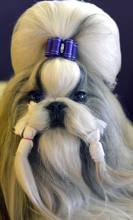 Barba, cabelo e bigode - os melhores penteados de uma competição de  cachorros em NY - Jornal O Globo