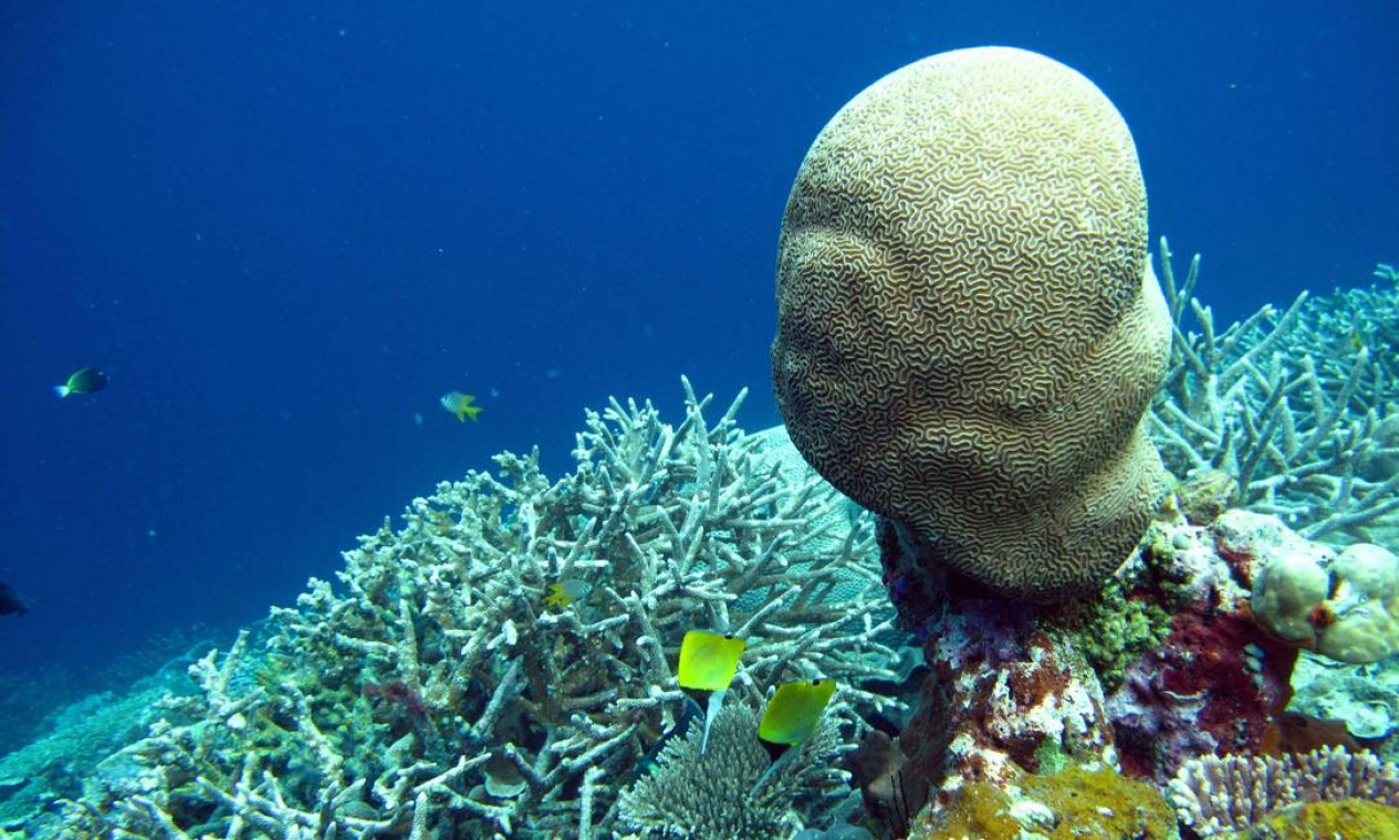 teia alimentar marinha rotulada