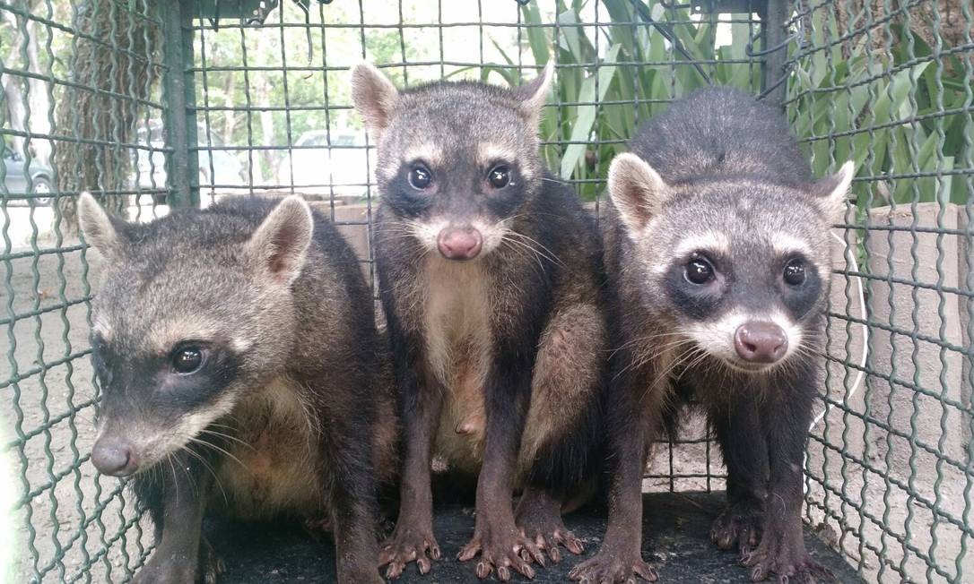 Especie De Guaxinins Sao Resgatados No Recreio Jornal O Globo
