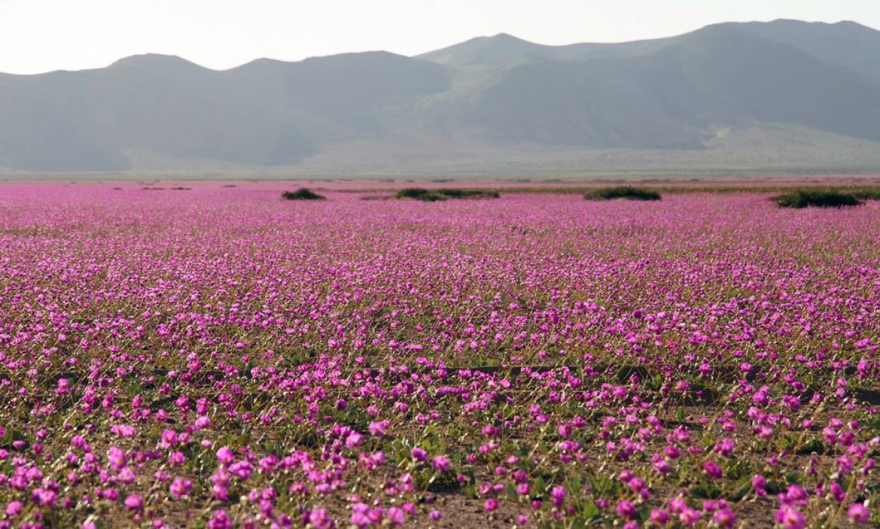 El Niño cobre com flores o deserto mais seco do mundo - Jornal O Globo