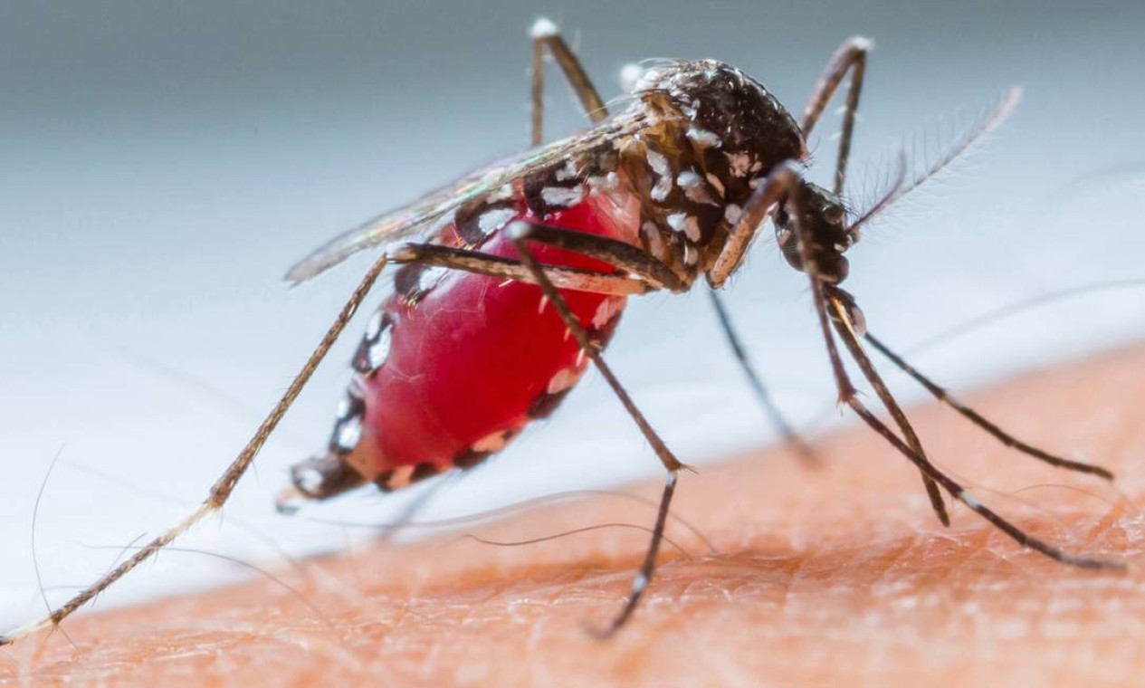 O que se sabe sobre o Aedes aegypti - Jornal O Globo