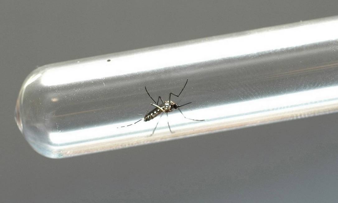 O mosquito Aedes aegypti, transmissor da dengue, do zika e da febre chicungunha Foto:
ANPr
/ Venilton Kuchler/ANPr/08-12-2015