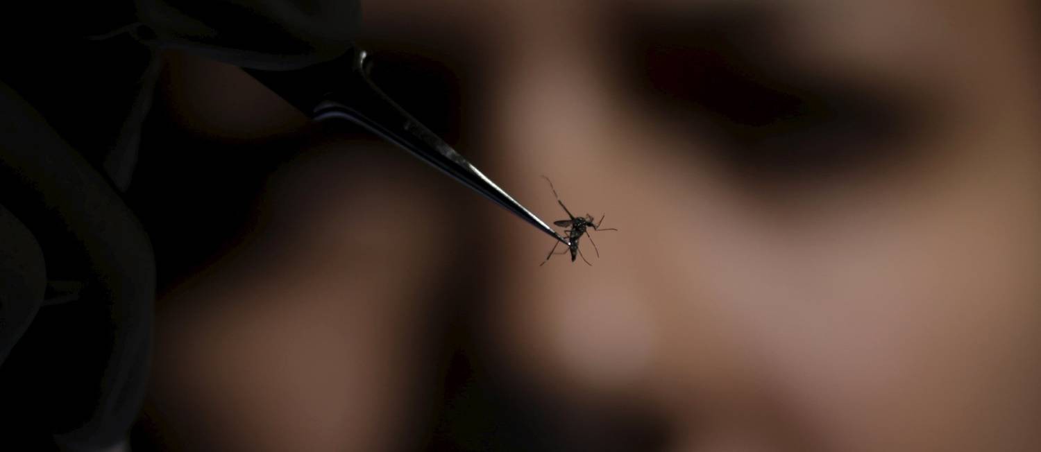 Mosquito passa por análise na Fundação Oswaldo Cruz, no Rio: Brasil tem 270 casos de microcefalia confirmados; apenas seis têm ligação com o vírus zika Foto: Ueslei Marcelino / Reuters