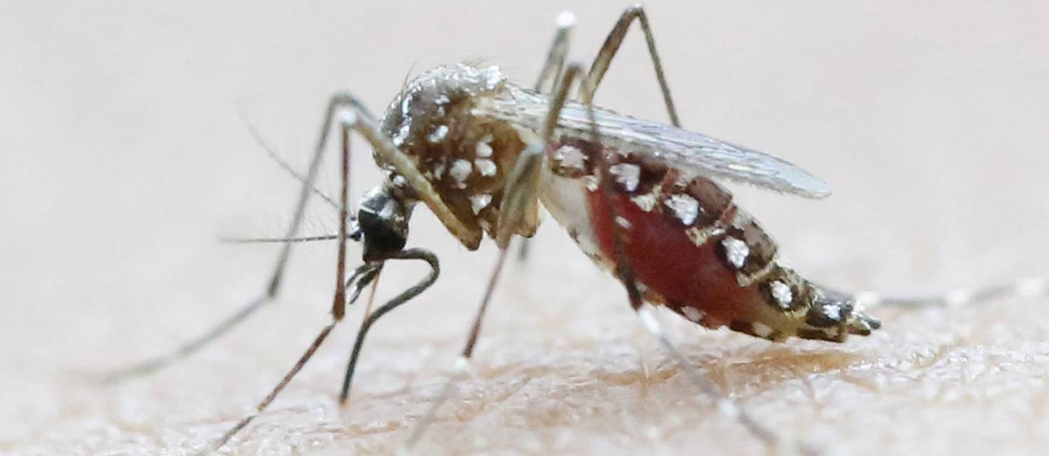 Aedes Aegypti: Um Mosquito De ‘estratégias Eficientes’ - Jornal O Globo