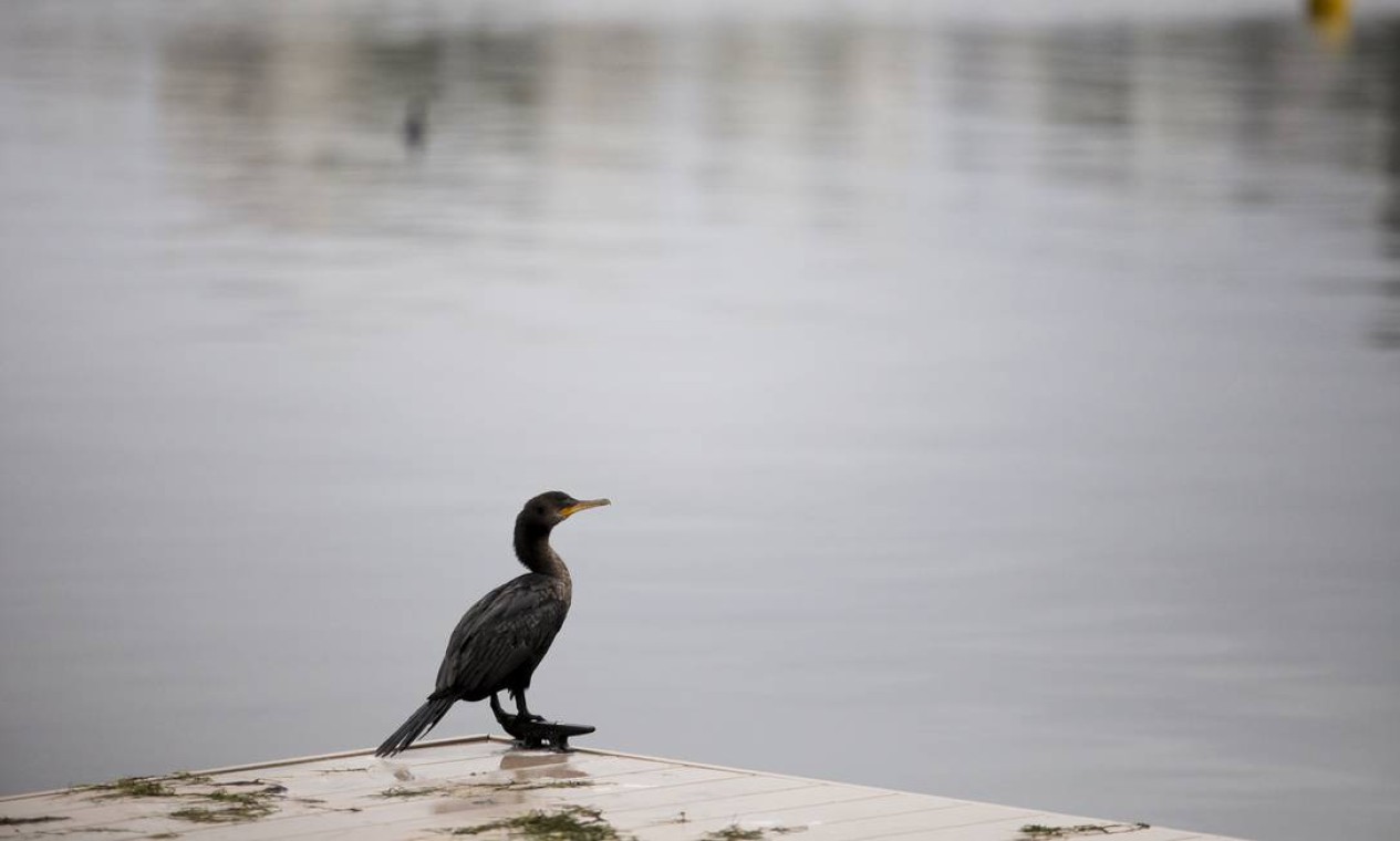 Pássaro observa a Lagoa Rodrigo de Freitas, por Analice Paron Foto: Agência O Globo