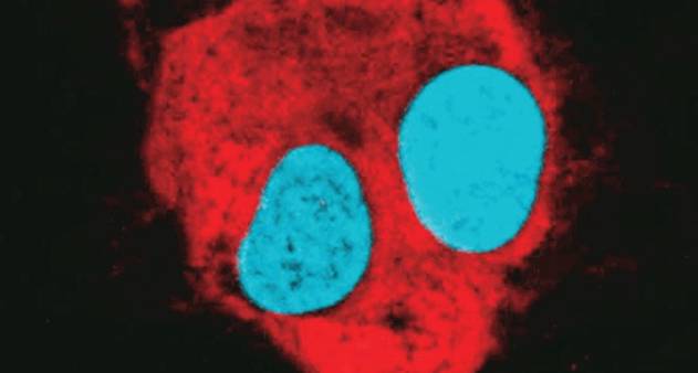 洋書 Electrons and Phonons - Zika 洋書 Electrons and Phonons - Zika Electrons and Phonons: The