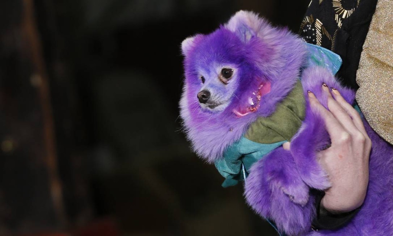 Cachorro roxo chama a atenção em desfile de grife em Paris - Jornal O Globo