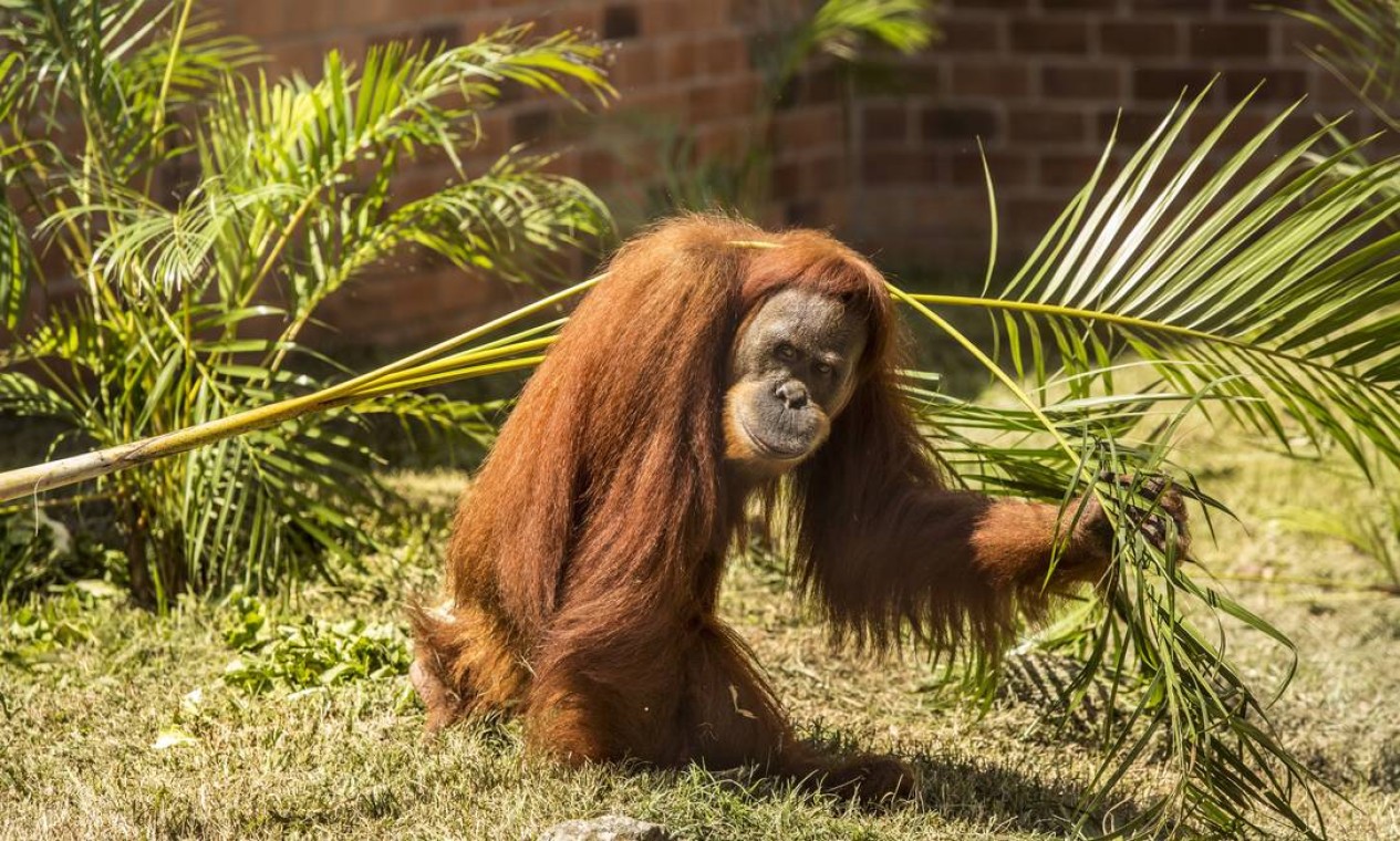 As feras do condomínio: o lado quase humano dos animais do zoológico do Rio  - Jornal O Globo