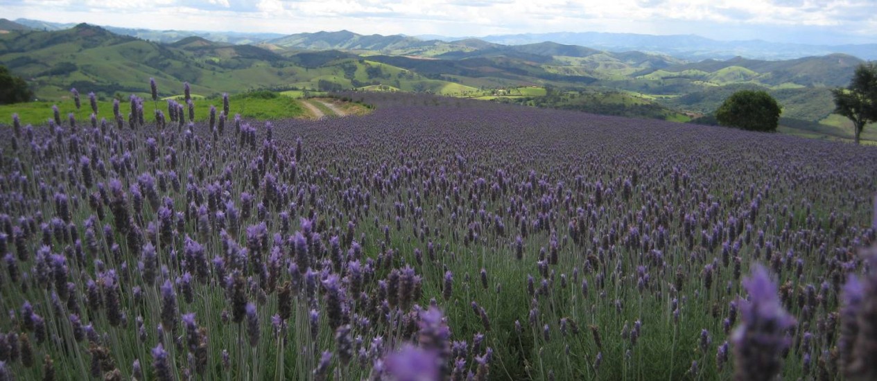 Lavanda e Mata Atlântica: arte e natureza se completam em Cunha ...