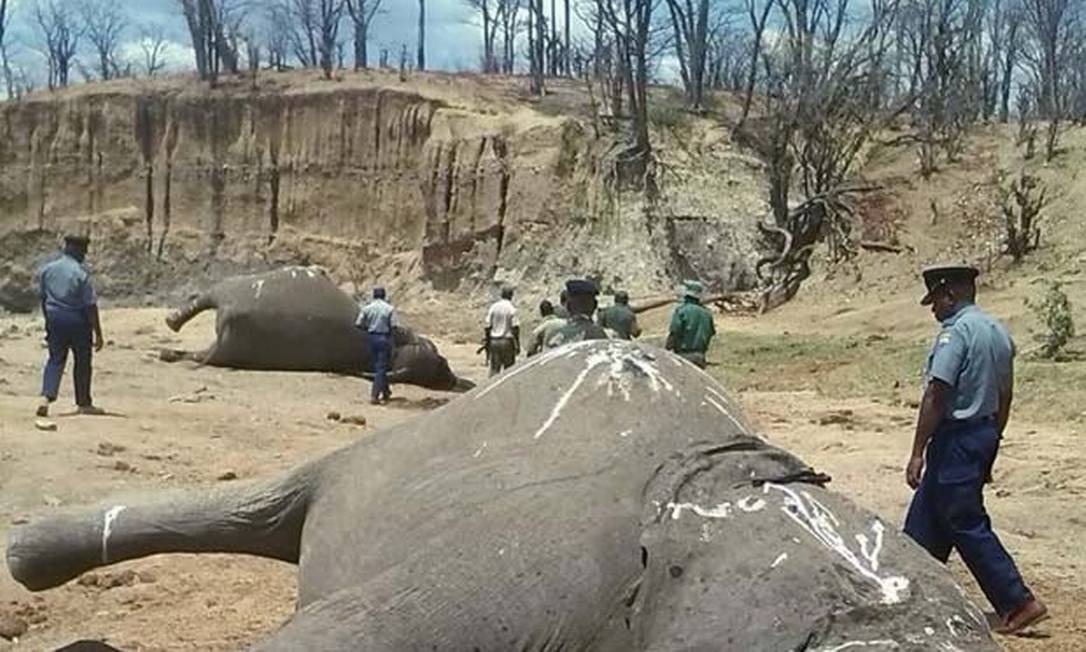 Caçadores De Marfim Usam Cianeto Para Matar Elefantes Na África Jornal O Globo