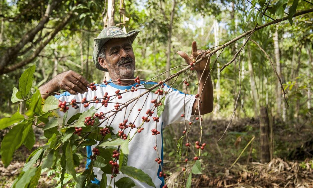 Ataliba com parte da sua plantação de café: "Eu gosto mesmo é do café. Adoro plantar. Consigo 5, 6 sacos, o resto eu bebo". Foto: Hermes de Paula / Agência O Globo