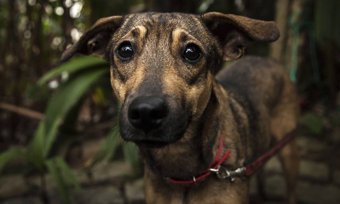 Cães abandonados viram predadores na Floresta da Tijuca - Jornal O ...