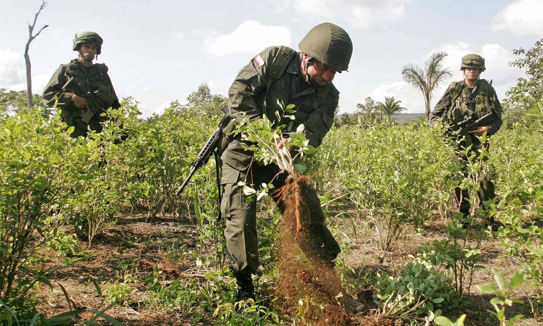 Exército quer combater o plantio de cocaína no lado brasileiro da