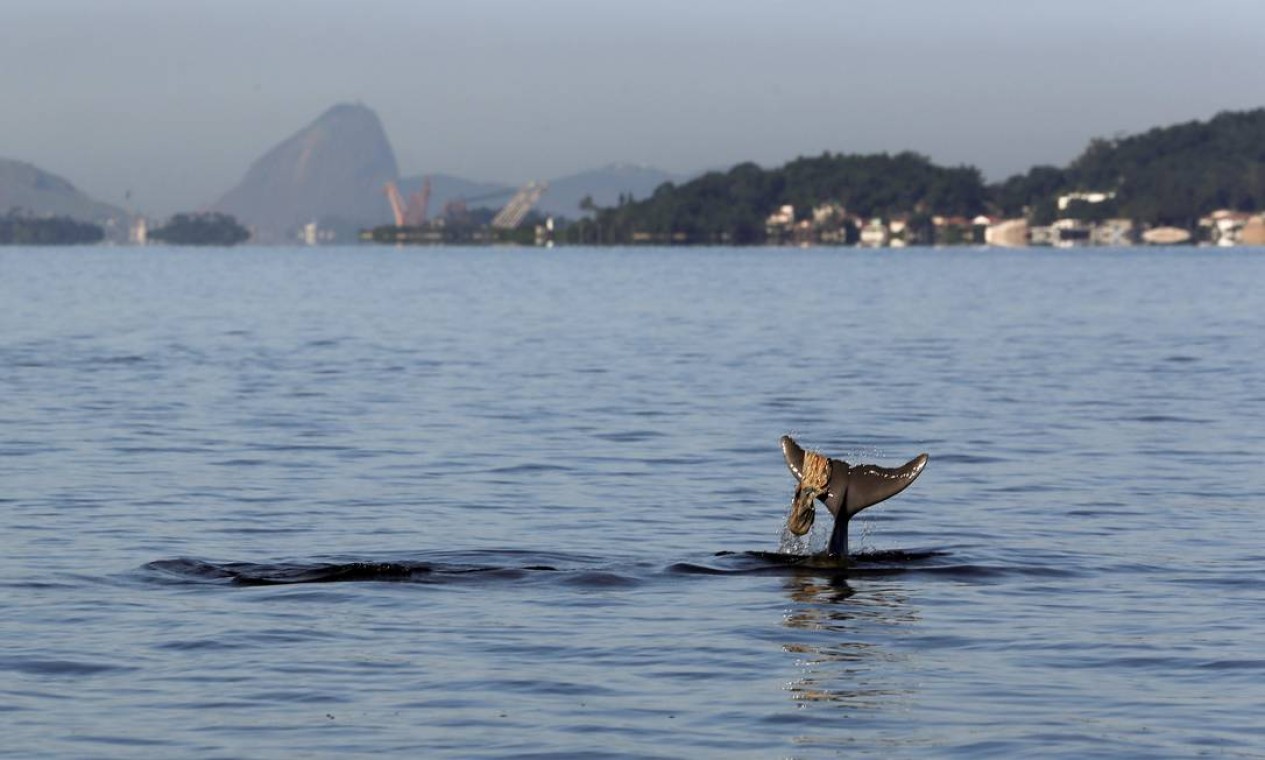 Flagra de um pedaço de lixo pendurado na cauda do golfinho: "Enquanto houver boto, há esperança", diz fotógrafo Foto: Custodio Coimbra / Agência O Globo