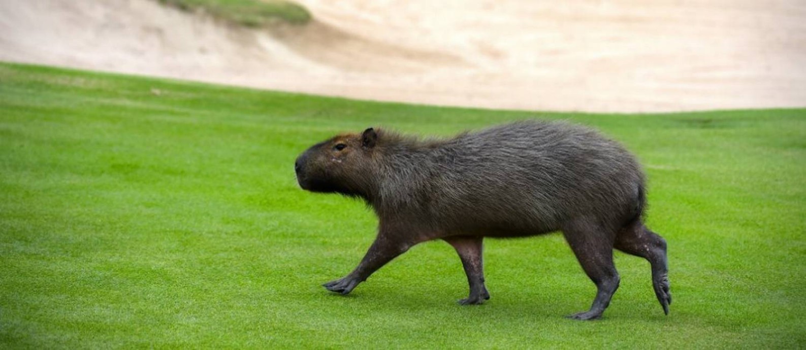 Ludopedia, Fórum, Será que lançam a capivara?