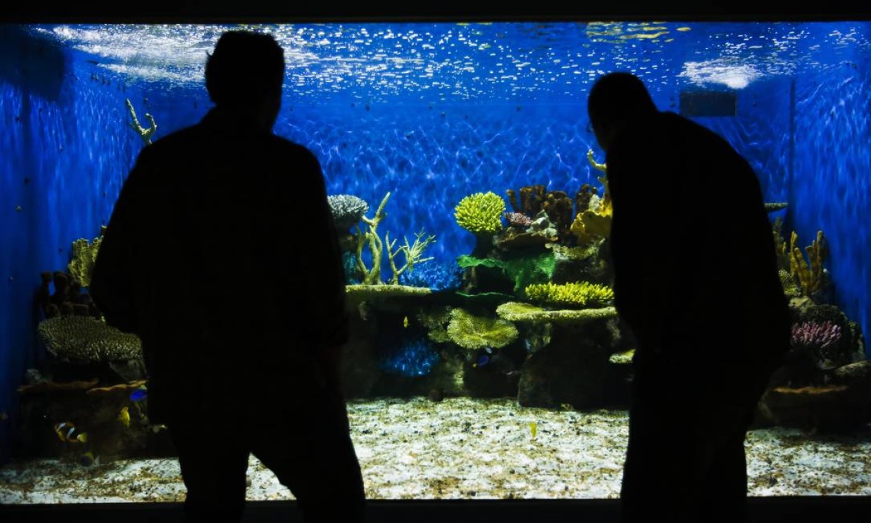 O aquário que reproduz a vida marinha na região do Indo-pacífico Foto: Guilherme leporace / Agência O Globo