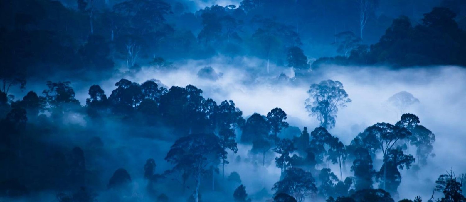 
A floresta do Vale de Danum, na ilha de Bornéu: uma das poucas áreas da Terra que ficou livre da ação humana
Foto:
Divulgação/Liana Joseph
