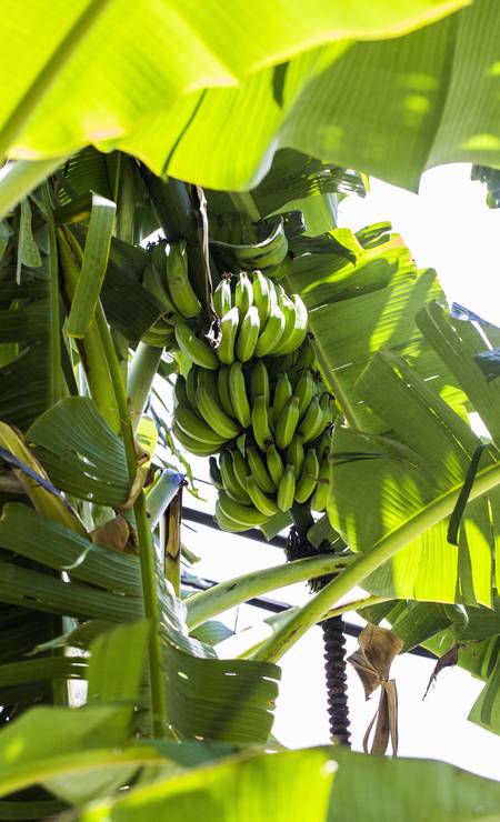 Nos próximos dias, o coletivo fará a colheita de um cacho de bananas. As frutas são distribuídas entre os que estiverem no local Foto: Bárbara Lopes / Agência O Globo