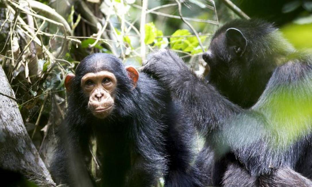 Imagem ilustrativa sobre Chimpanzés ensinam filhotes a usar ferramentas em vídeo surpreendente
