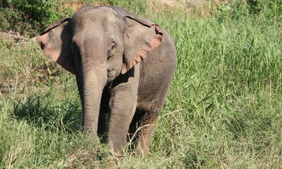 Elefante sofre maus tratos em diversos países Foto: Divulgação/ World Animal Protection