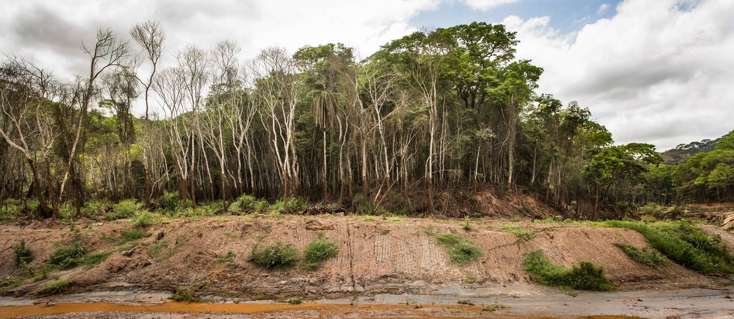 Às margens do Rio Gualaxo do Norte, a floresta é um retrato da destruição das matas, que são Áreas de Preservação Permanente (APPs) devido à sua importância para os recursos hídricos e a biodiversidade Foto: Ana Branco / Agência O Globo