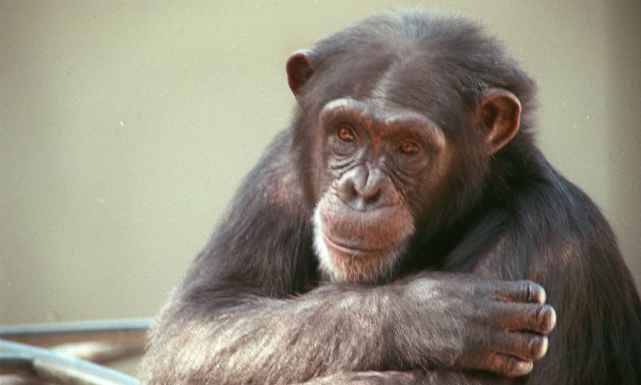 Consultório de Psicologia - Vinhedo/SP - A dica de hoje é o jogo Pula  Macaco, outro clássico da Estrela que várias gerações conhecem. O objetivo  do jogo é pendurar o macaco na