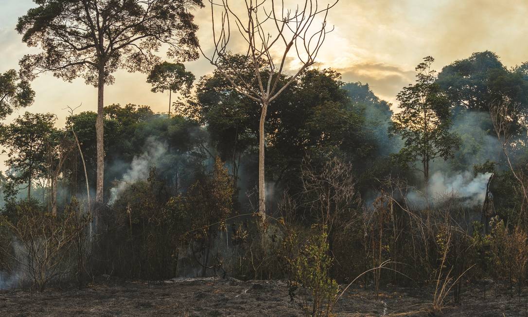 
Imagem feita entre setembro de dezembro de 2015 na região da Floresta Nacional do Tapajós
Foto:
/
Divulgação/ Adam Ronan/ Ecofor
